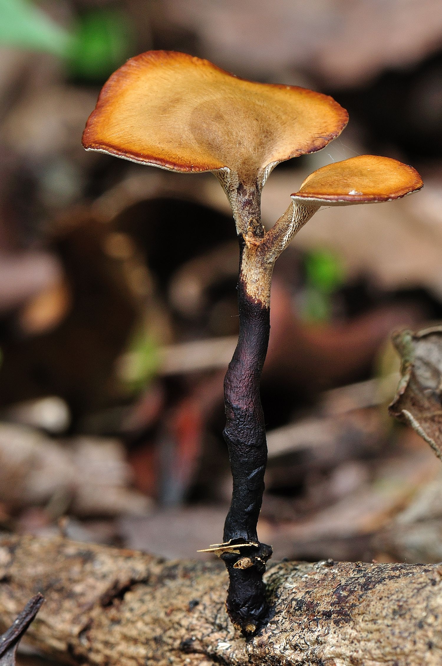 polyporus ramificado
